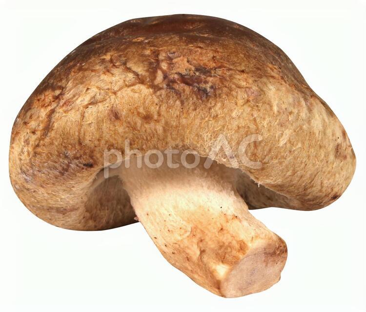 切り抜き素材　椎茸2 秋,キノコ,しいたけの写真素材