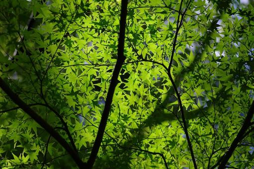 モミジ 青葉 若葉 新緑 モミジ 青葉 若葉 新緑 モミジ,青葉,木漏れ日の写真素材