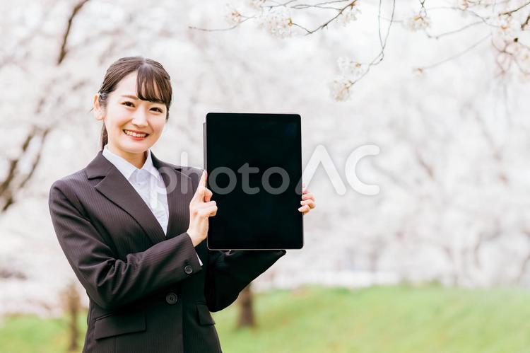 桜の下でタブレットを持つスーツ姿の女性 転職,就活,求人の写真素材