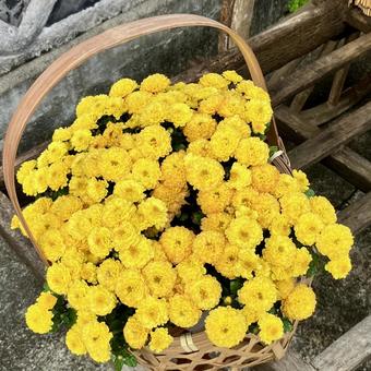 花★ポットマム（洋菊） ポットマム,洋菊,菊の写真素材