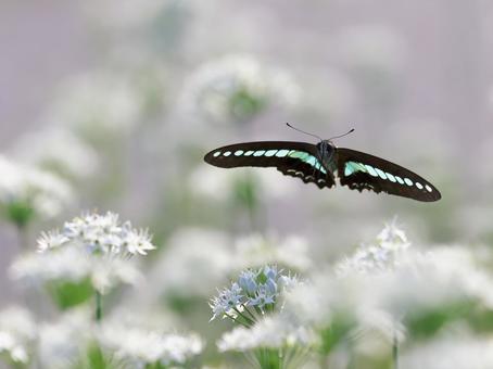 ニラの花とアオスジアゲハ② ニラの花とアオスジアゲハ②の写真