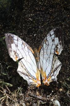 イシガケチョウの写真