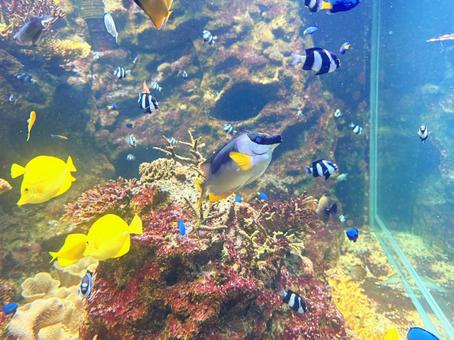 カラフルな魚たち♪ カラフルな魚たち♪の写真