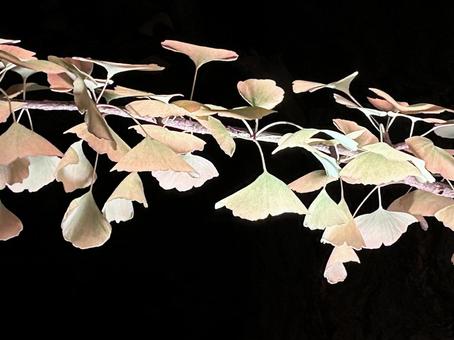銀杏の葉の写真