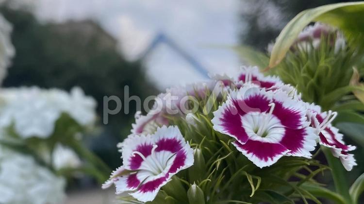 大仙公園横のガーデニング③ 花,植物,シャクナゲの写真素材