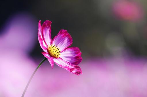 Beautiful background and cosmos flowers, JPG