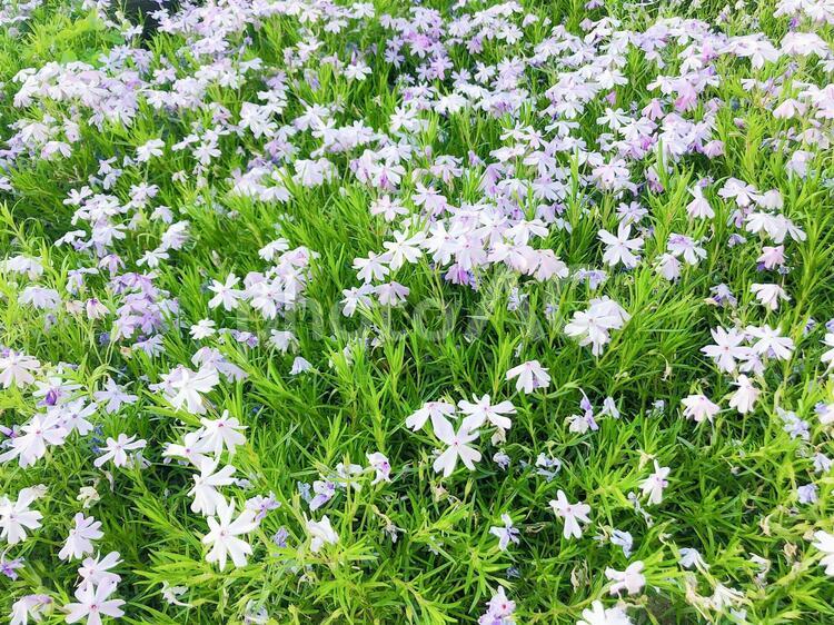 さわやかな初夏の花畑 花畑,グリーン,葉の写真素材