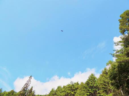 空を舞う鷹 空を舞う鷹の写真