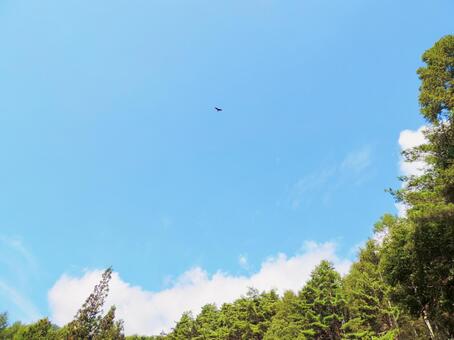 Hawk flying in the sky, blue sky, landscape, the trees, JPG