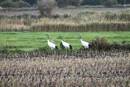北の大地に生きる三羽のタンチョウの写真