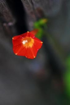 赤い小さな花 赤い小さな花の写真