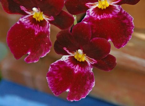 ミルトニア バート・フィールド ドロレス ミルトニア,バート,フィールドの写真素材