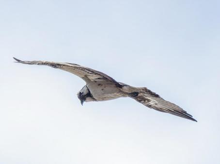 空を飛ぶミサゴ 空を飛ぶミサゴ ミサゴ,タカ,野鳥の写真素材
