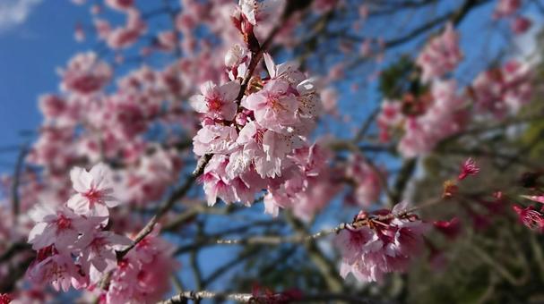 桜 桜の写真