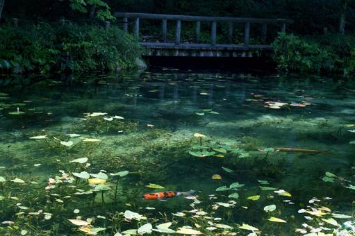 岐阜県関市 絵画の風景のようなモネの池 岐阜県関市 絵画の風景のようなモネの池 モネの池,名もなき池,透明度の写真素材