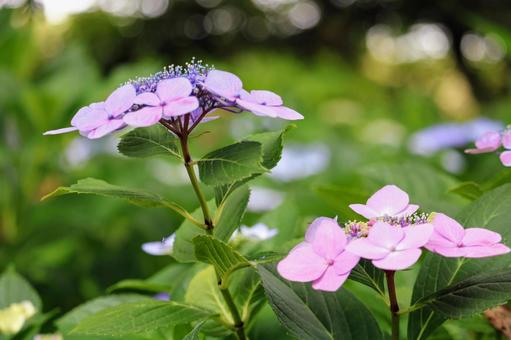 紫陽花の4 紫陽花の4の写真