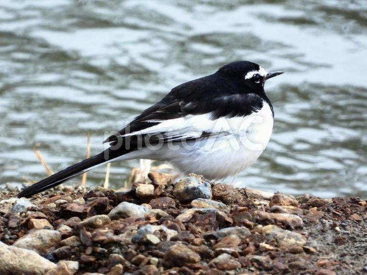 川辺に立つセグロセキレイ 鳥,野鳥,セグロセキレイの写真素材