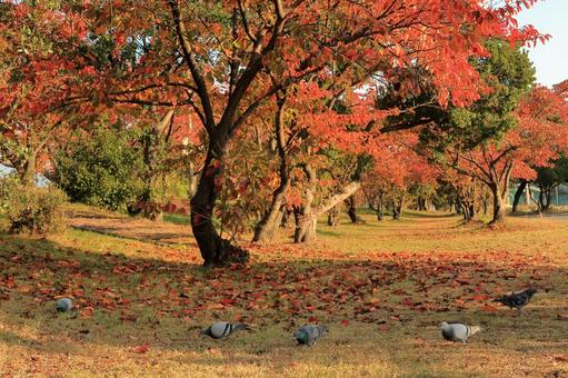 秋を満喫する鳩-横画面 秋を満喫する鳩-横画面 秋,紅葉,落葉の写真素材