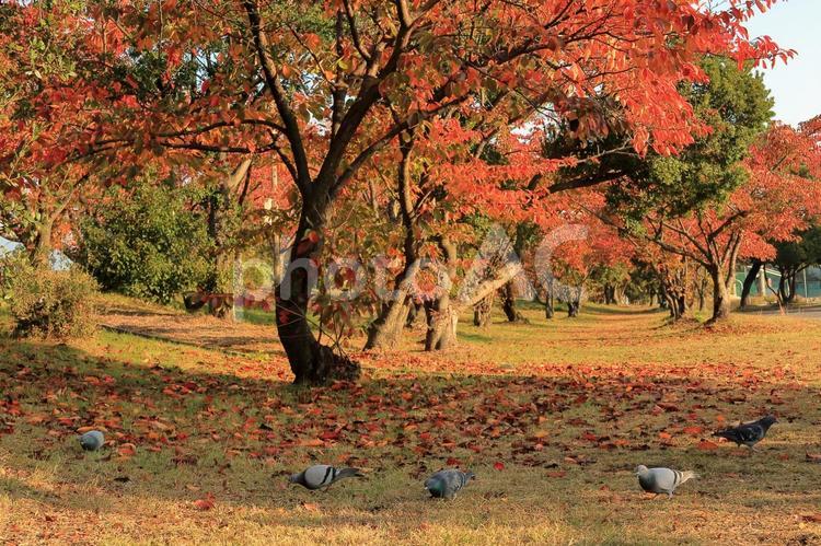 秋を満喫する鳩-横画面 秋,紅葉,落葉の写真素材