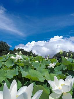 Photo, summer, summer vacation, cloud cover, 