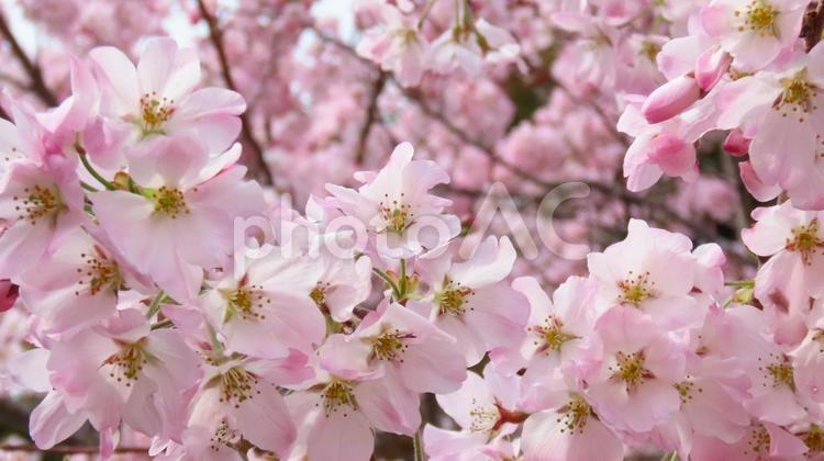 2025 横須賀城跡公園　江戸彼岸桜満開 桜,春,江戸彼岸桜の写真素材