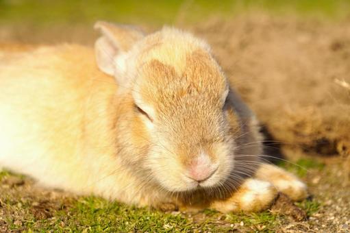 広島県大久野島で眠るウサギ2 うさぎ,睡眠,寝るの写真素材