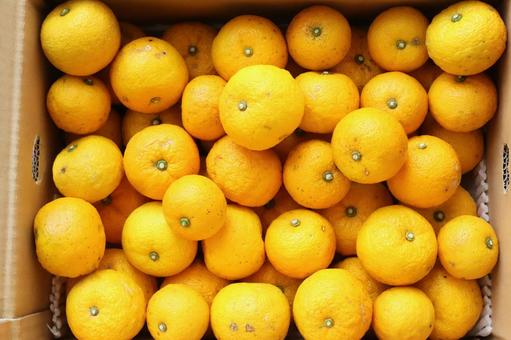 ゆず① 柚子,食べ物,柑橘の写真素材