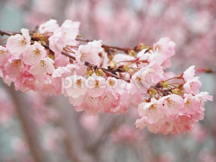 雨の中のさくらの花 さくら,桜,サクラの写真素材