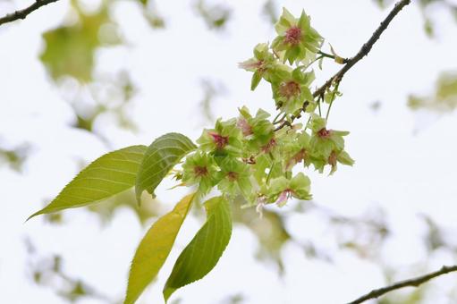 黄緑色の桜　御衣黄 御衣黄,花,桜の写真素材