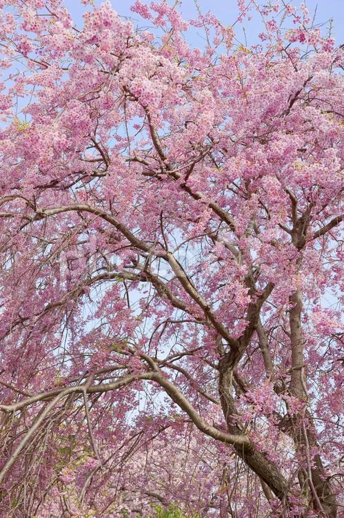 枝垂れ桜 枝垂れ桜,桜,松前の写真素材