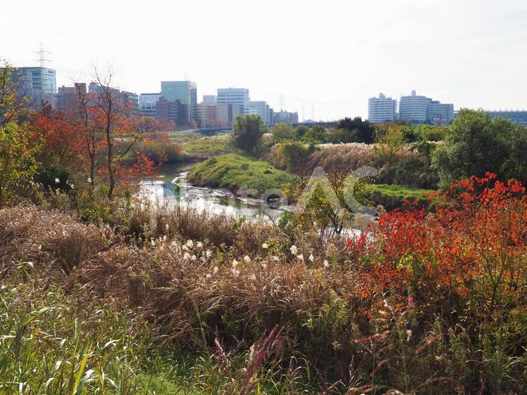 秋色の鶴見川【横浜市】港北区 鶴見川,秋,紅葉の写真素材