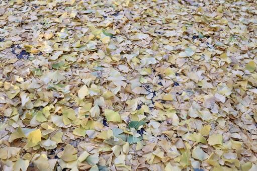 地面を覆うイチョウ 1 銀杏,イチョウ,銀杏の絨毯の写真素材