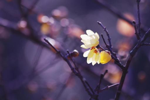 春の日差しに輝く蝋梅 春の日差しに輝く蝋梅 花,ロウバイ,植物の写真素材