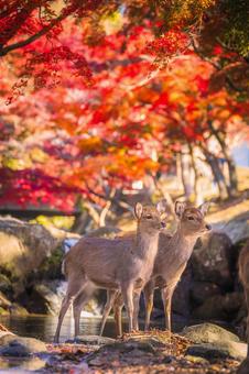 紅葉と鹿 奈良公園,鹿,紅葉の写真素材