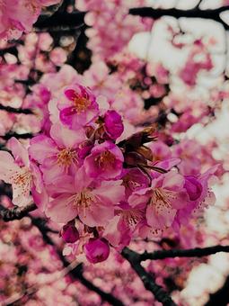 春 桜,春,ピンクの写真素材
