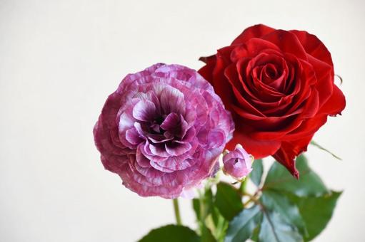 薔薇とラナンキュラス ラナンキュラス,紫,赤の写真素材