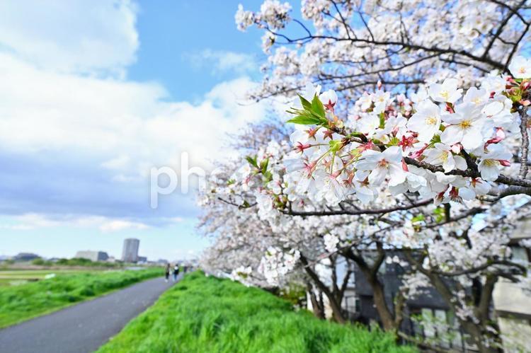 多摩川の遊歩道に咲く桜並木 桜並木,桜,ソメイヨシノの写真素材