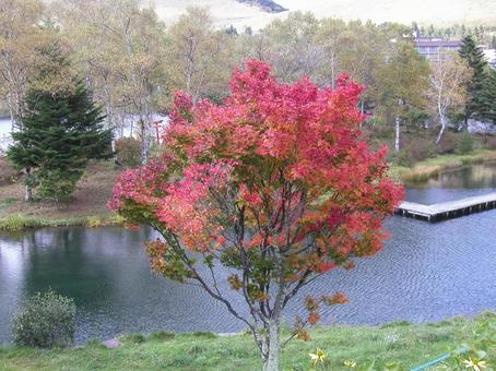 Photo, lake shirakaba, japanese privet (ligustrum japonicum), nagano prefecture, 