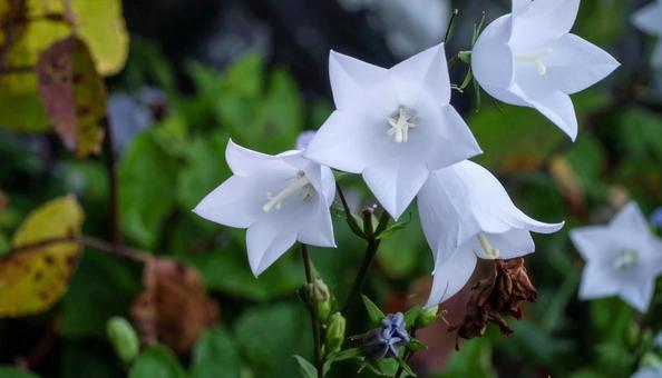 秋の七草 白色のキキョウ 季節の花 秋の七草 白色のキキョウ 季節の花の写真