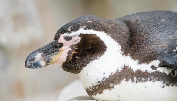 昼寝するペンギンの横顔 昼寝するペンギンの横顔の写真
