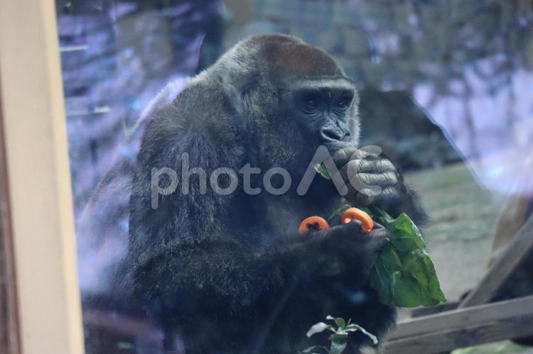 餌を食べるニシゴリラのいる動物園 ニシゴリラ,餌,食べるの写真素材
