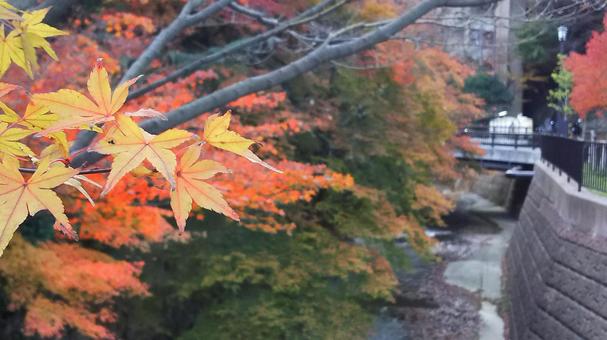 Photo, autumn leaves, natural, momiji, 