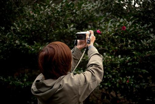 ＜素材＞冬に寒椿を撮影する旅行中の女性 女性,写真,撮影の写真素材