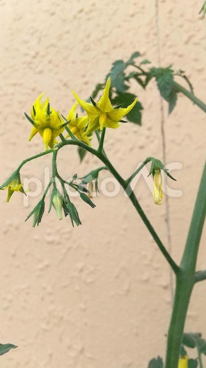 家庭菜園で育てたトマトの花 トマトの花,ミニトマトの花,黄色い花の写真素材