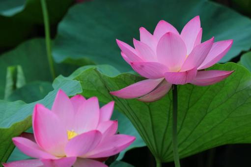聖花, JPG 聖花, 蓮花, 蓮花植物, 夏季自然, JPG