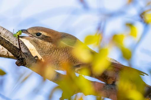 枝にとまるモズ・百舌鳥 枝にとまるモズ・百舌鳥の写真