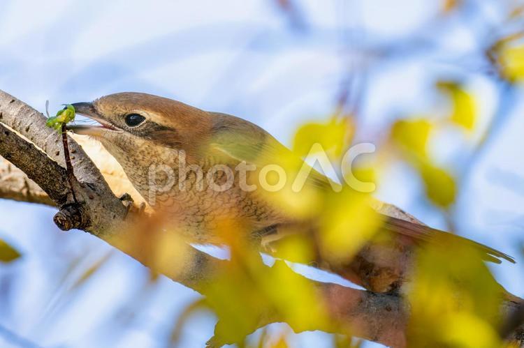 枝にとまるモズ・百舌鳥 モズ,百舌鳥,野鳥の写真素材