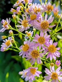 紫苑② 紫苑②の写真