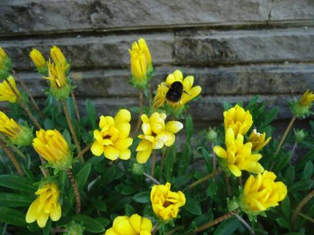 春の花 春の花の写真