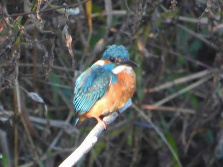近所の小川で撮ったカワセミ 近所の小川で撮ったカワセミ カワセミ,鳥,野鳥の写真素材